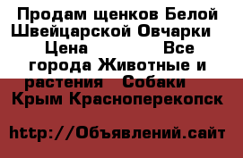 Продам щенков Белой Швейцарской Овчарки  › Цена ­ 20 000 - Все города Животные и растения » Собаки   . Крым,Красноперекопск